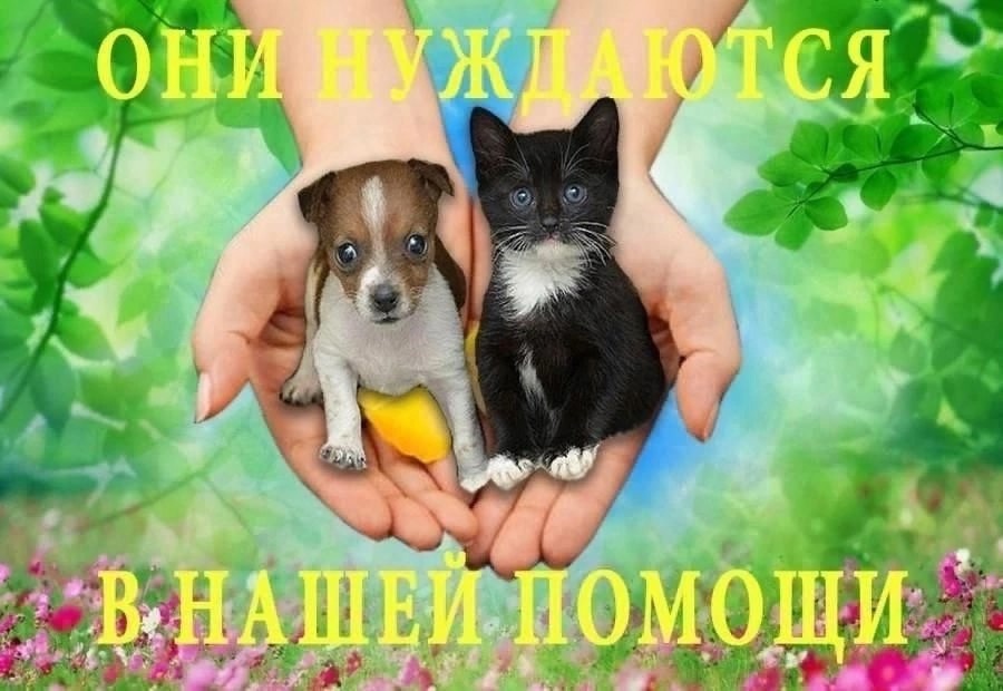 Акция «Забота о братьях наших меньших».