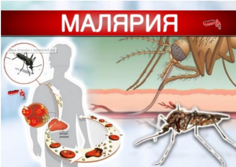 Профилактика малярии.